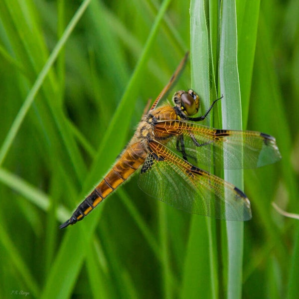 Dragonfly #3
