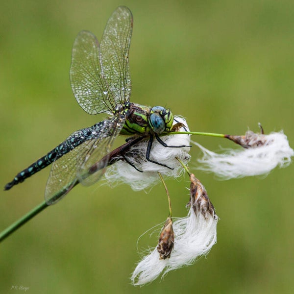 Dragonfly #4