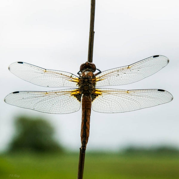 Dragonfly #5