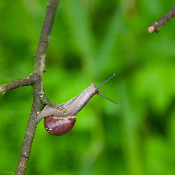 Snail