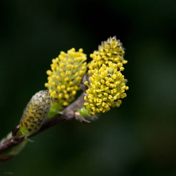 Nature #11