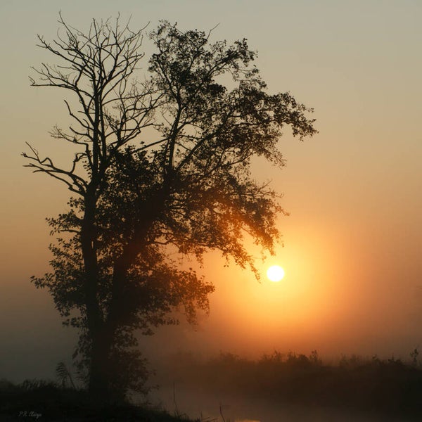 Sun #1