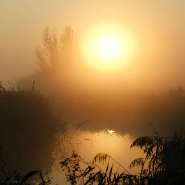 Sun #4
