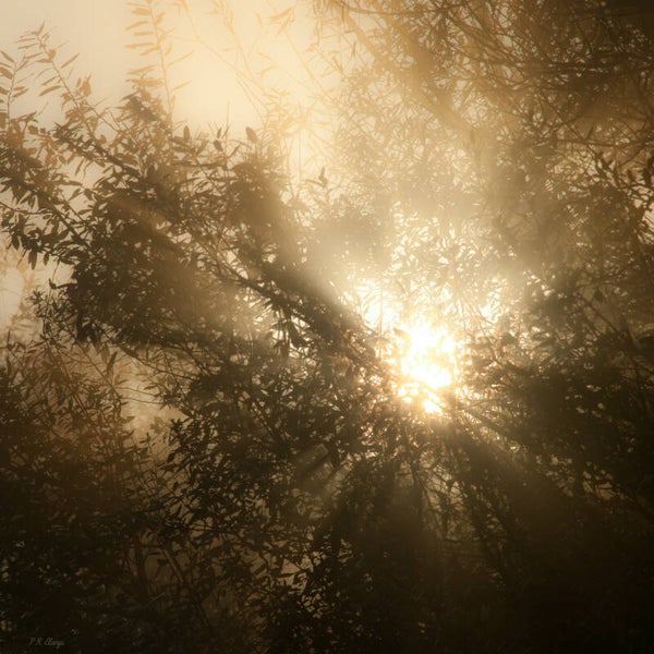 Sun #3