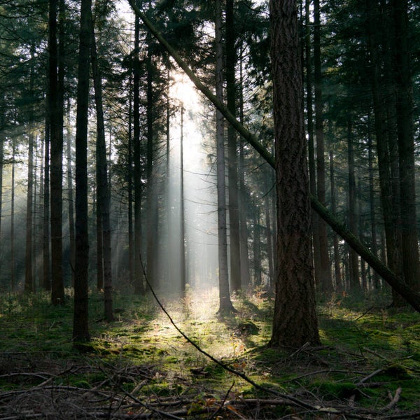 Nature #14