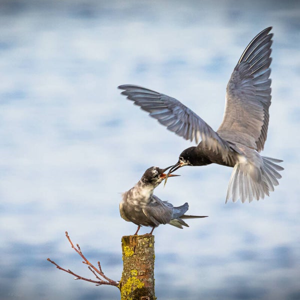 Bird #8