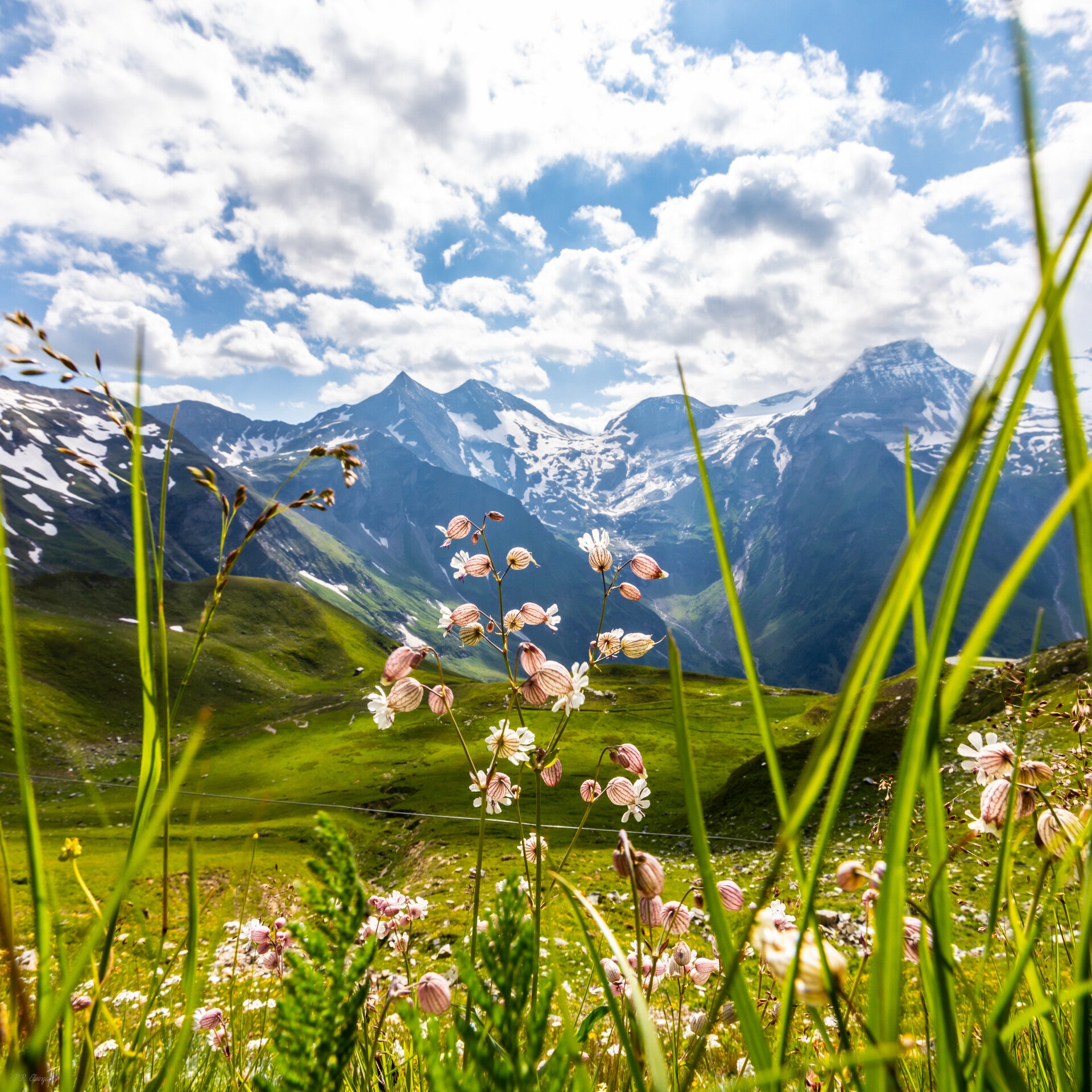 Nature #15