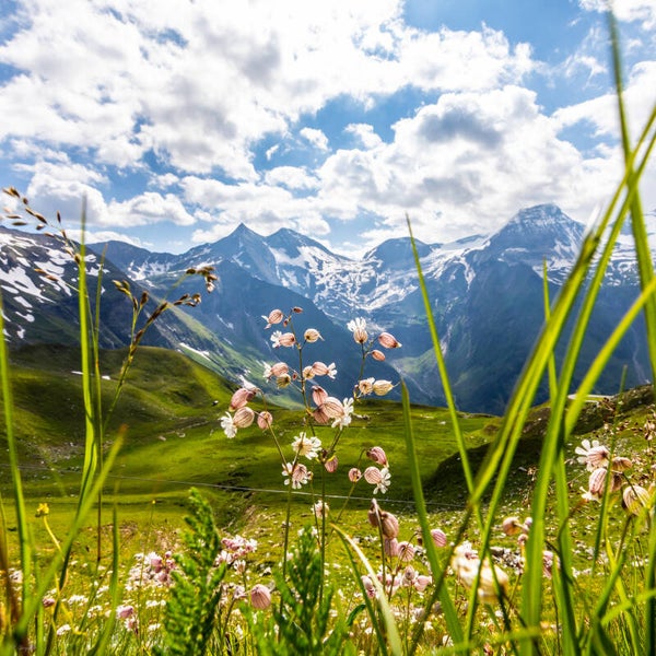 Nature #15
