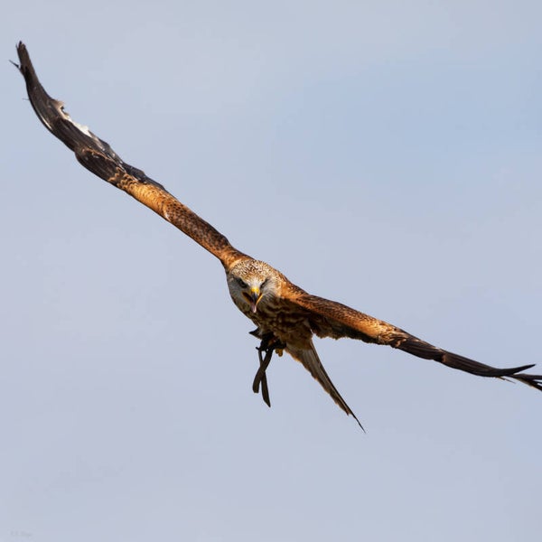 Bird #13