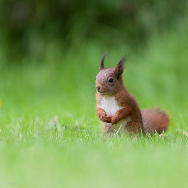 Squirrel