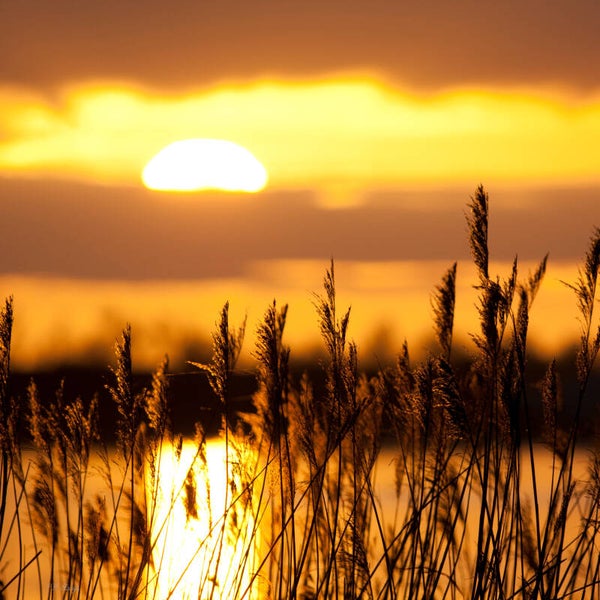Sun #7