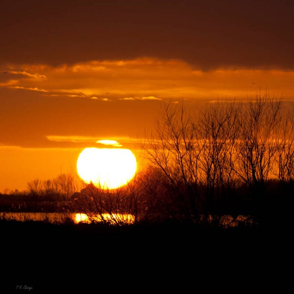Sun #6