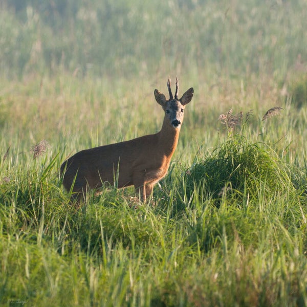 Deer #1
