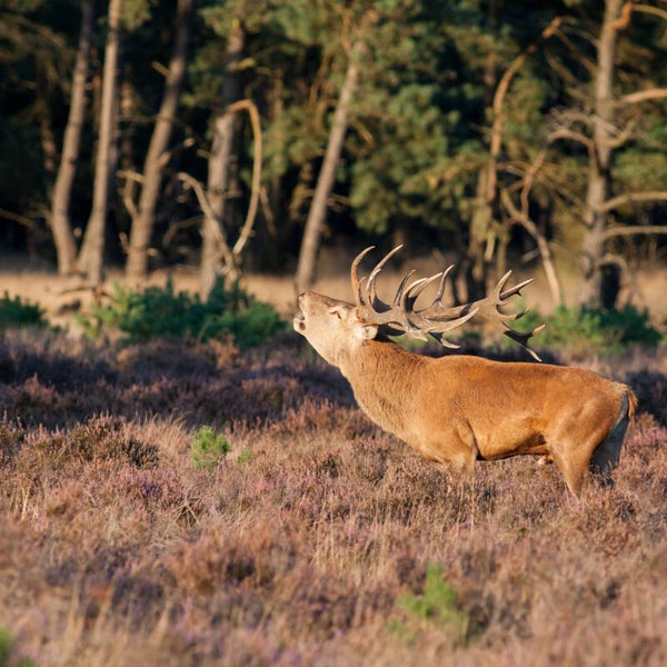 Deer #2
