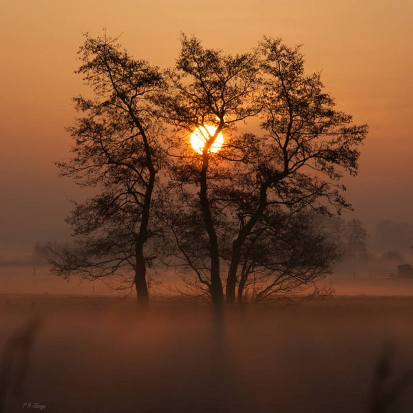Sun #5