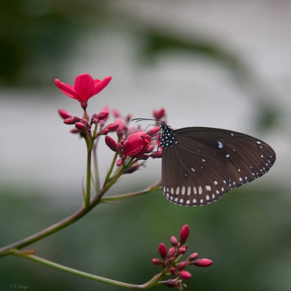 Butterfly #1