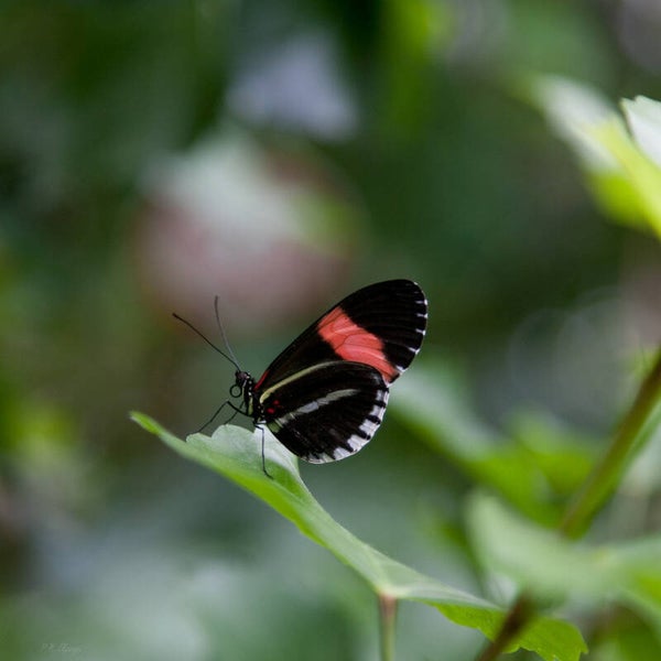 Butterfly #2