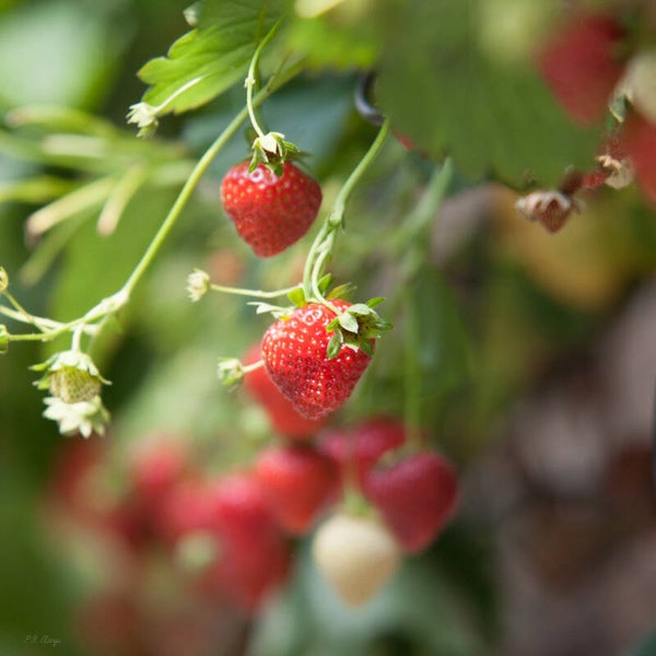 Strawberry #3