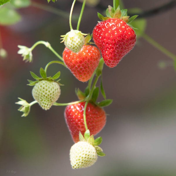 Strawberry #4