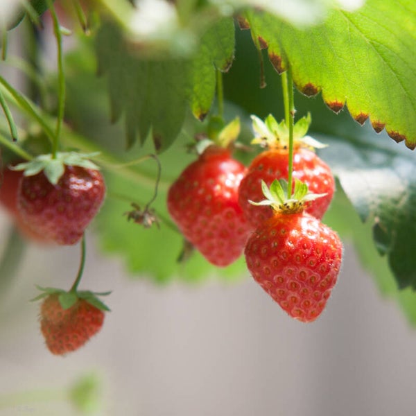 Strawberry #2