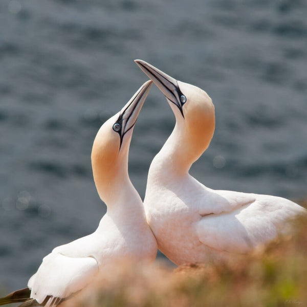 Bird #9