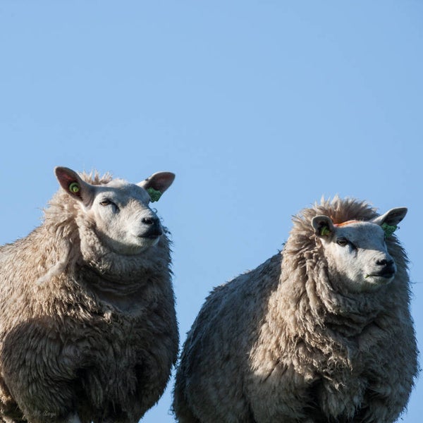 Sheep
