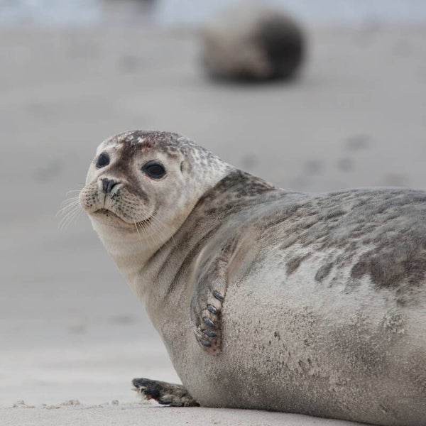 Seal
