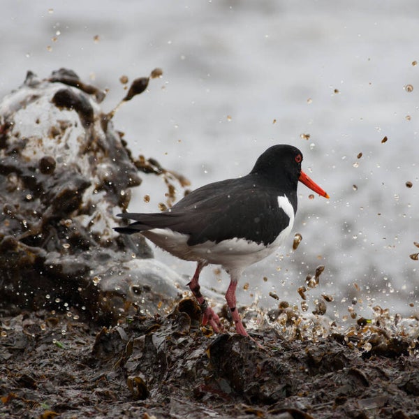 Bird #10