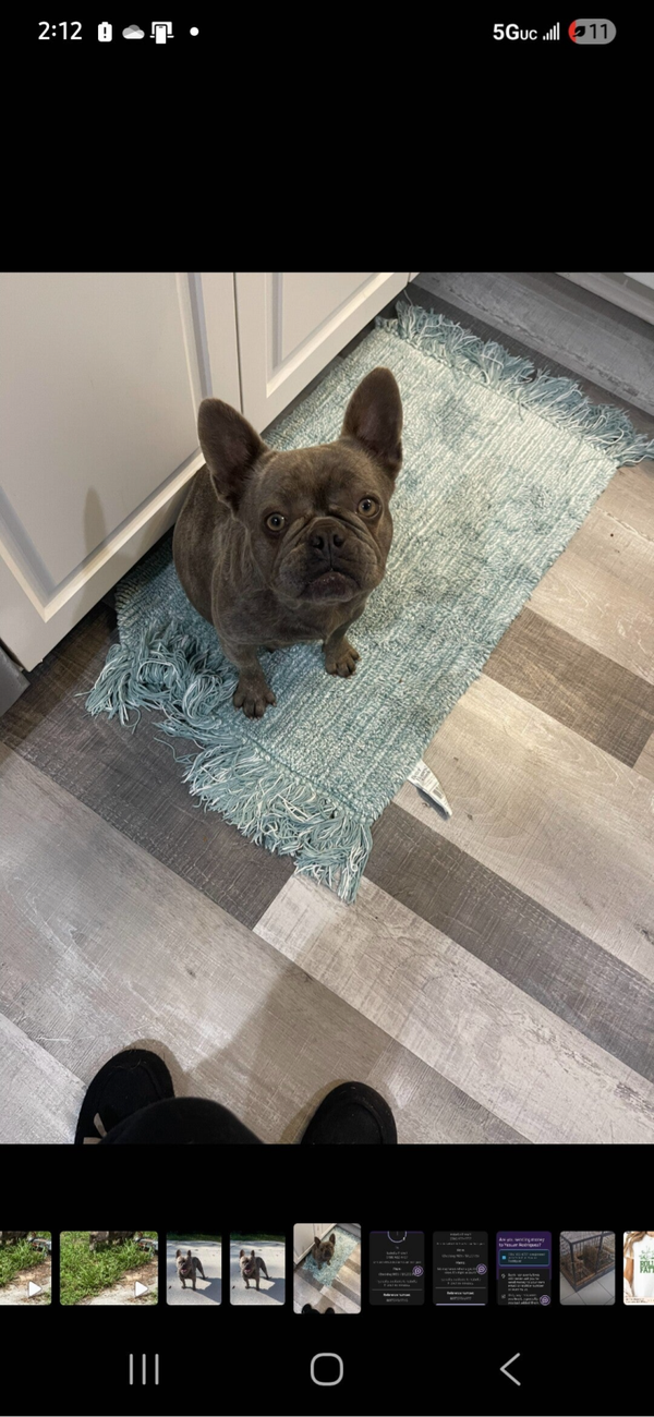 Frenchie puppies $3000.00 to $3500.00