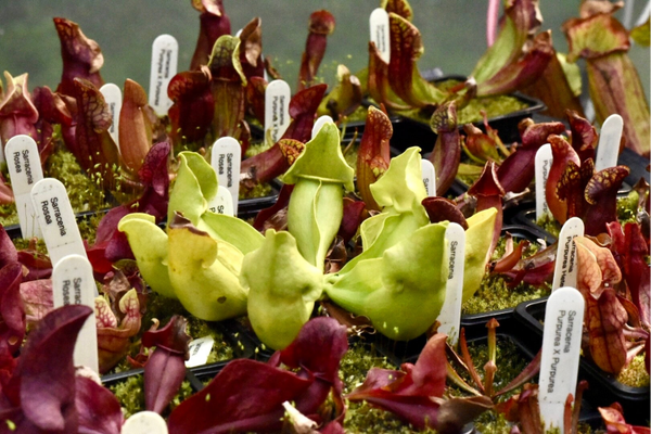 Sarracenia Purpurea