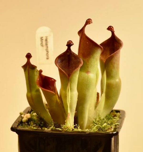 Heliamphora minor