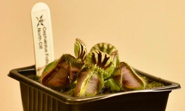 Cephalotus folicularis