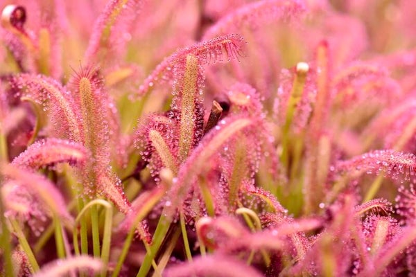 Drosera Capensis