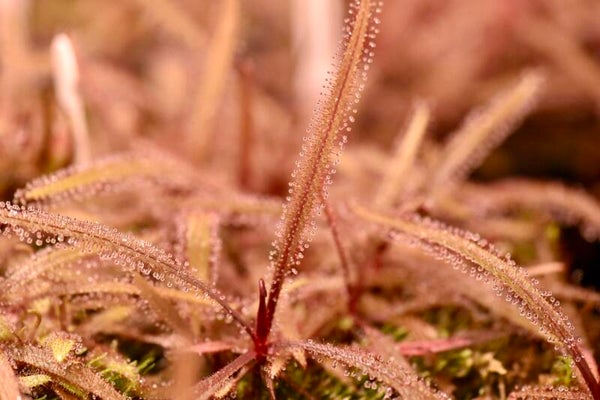 Drosera Adelea