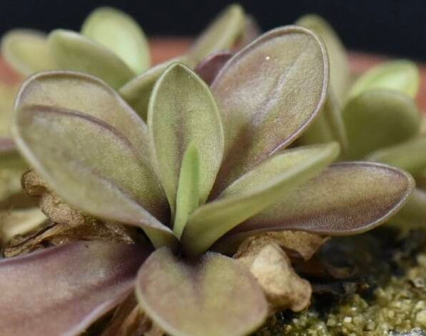 Pinguicula mexicaine