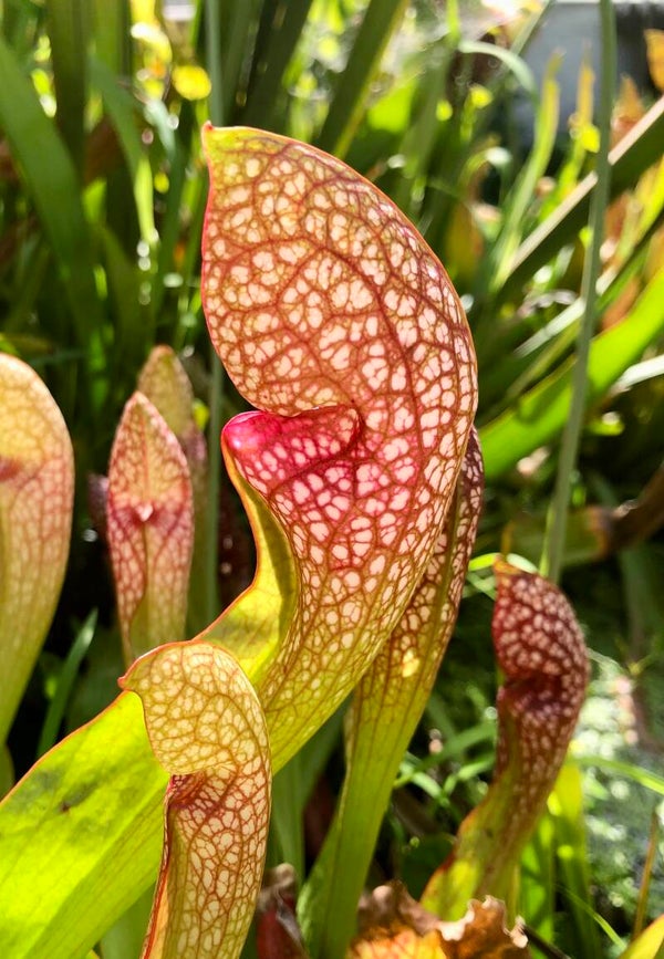 Sarracenia Dixie Lace