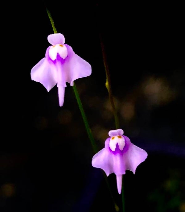 Utriculaire terrestre