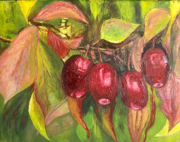 Fruits du cornouiller