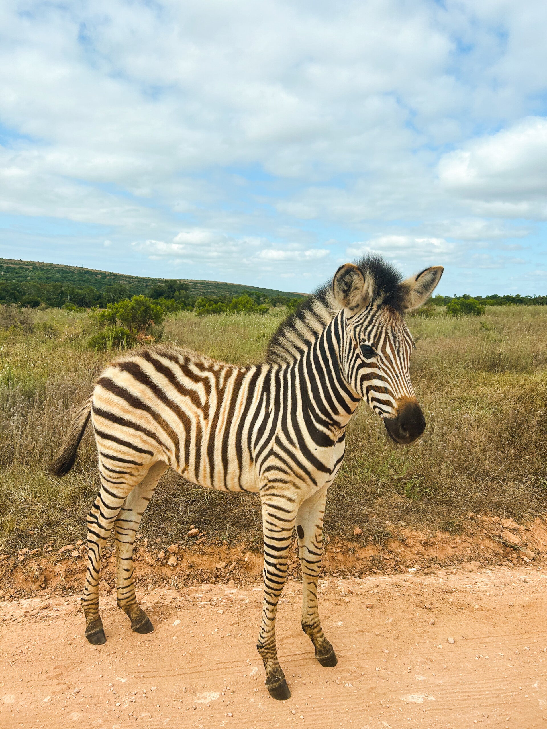 Addo Elephant Park in Addo, Zuid-Afrika