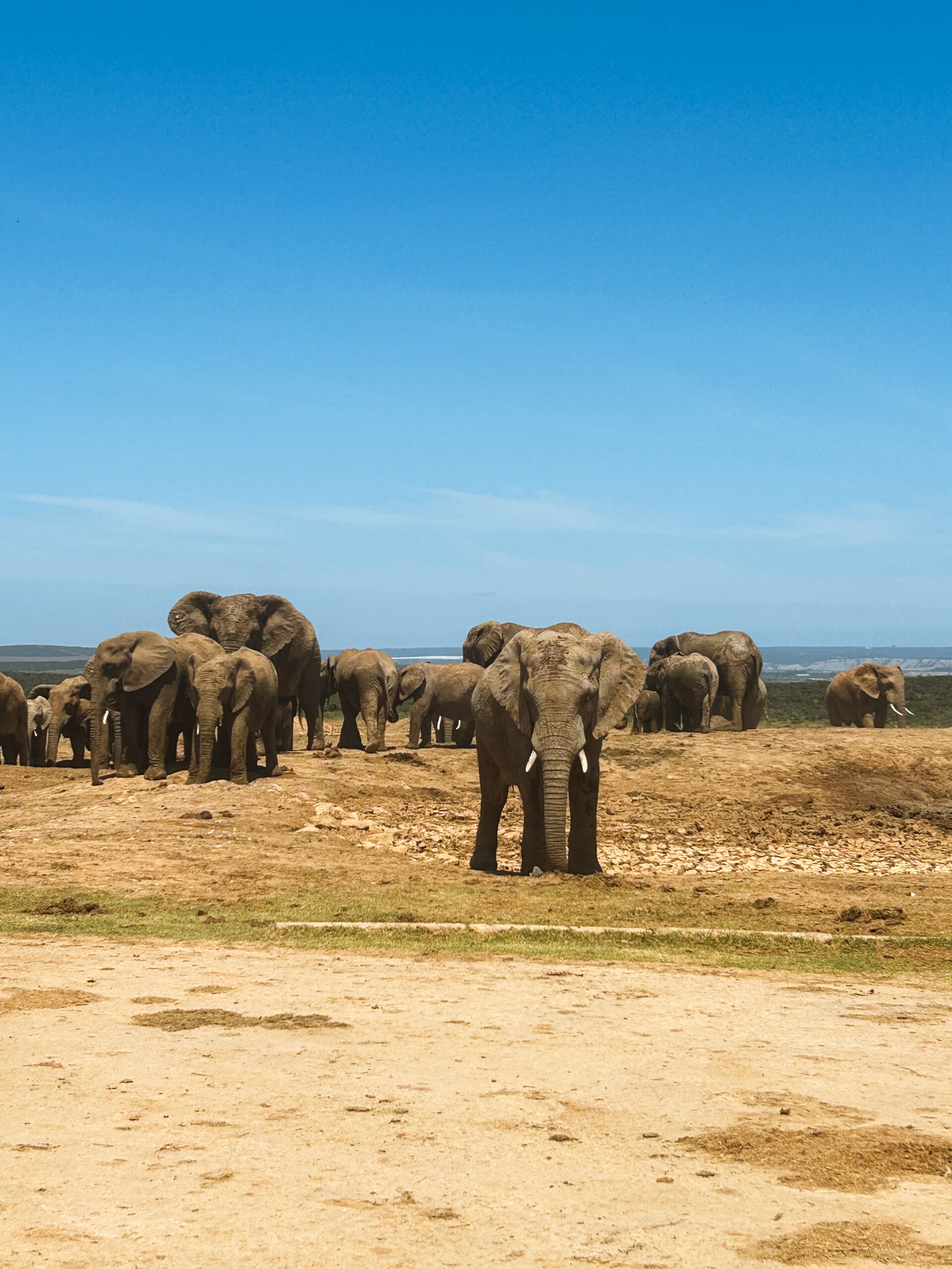 Addo Elephant Park in Addo, Zuid-Afrika
