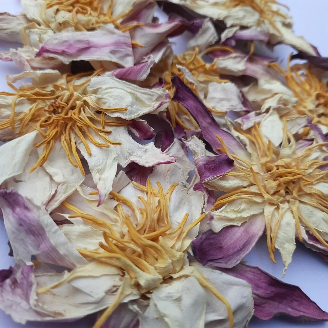 WHITE LOTUS - (Nymphaea lotus)