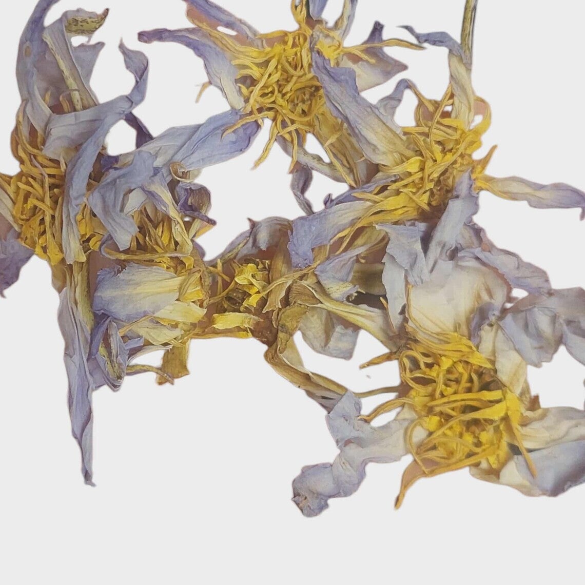 SACRED BLUE LOTUS – THE ANCIENT FLOWER (Nymphaea caerulea var. Seechi)