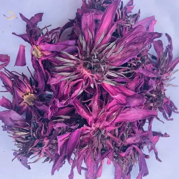 RED LOTUS - (Nymphaea rubra)