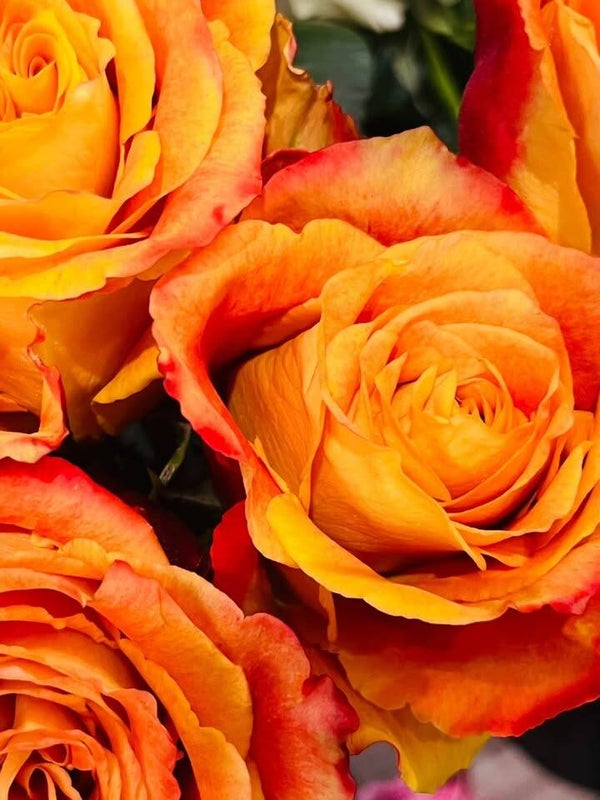rose équateur