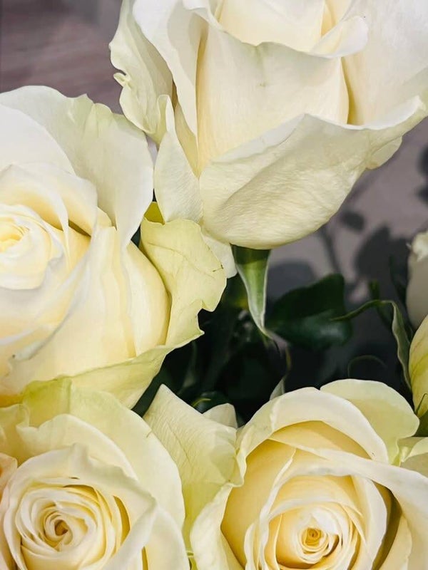 rose d'équateur