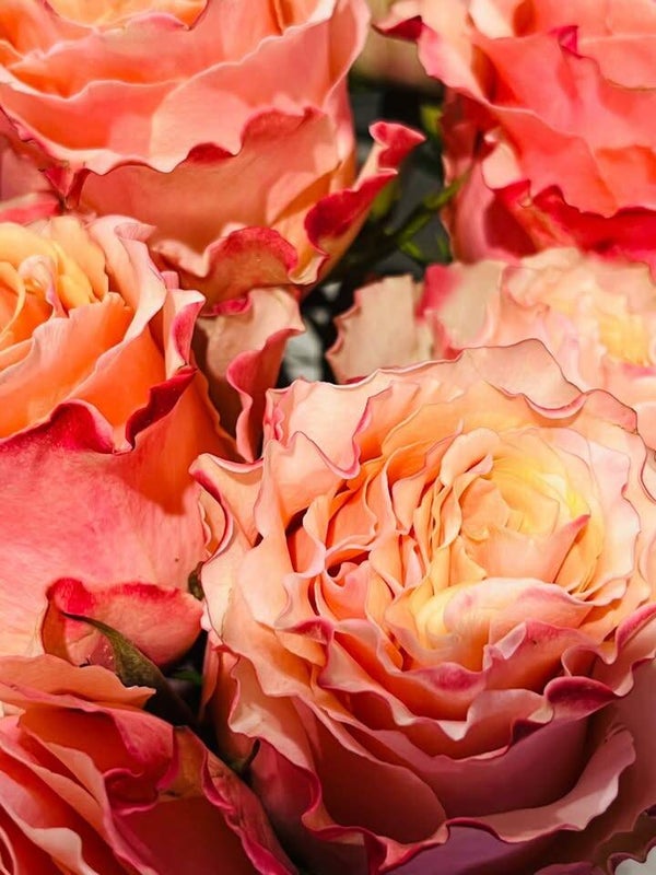 rose équateur