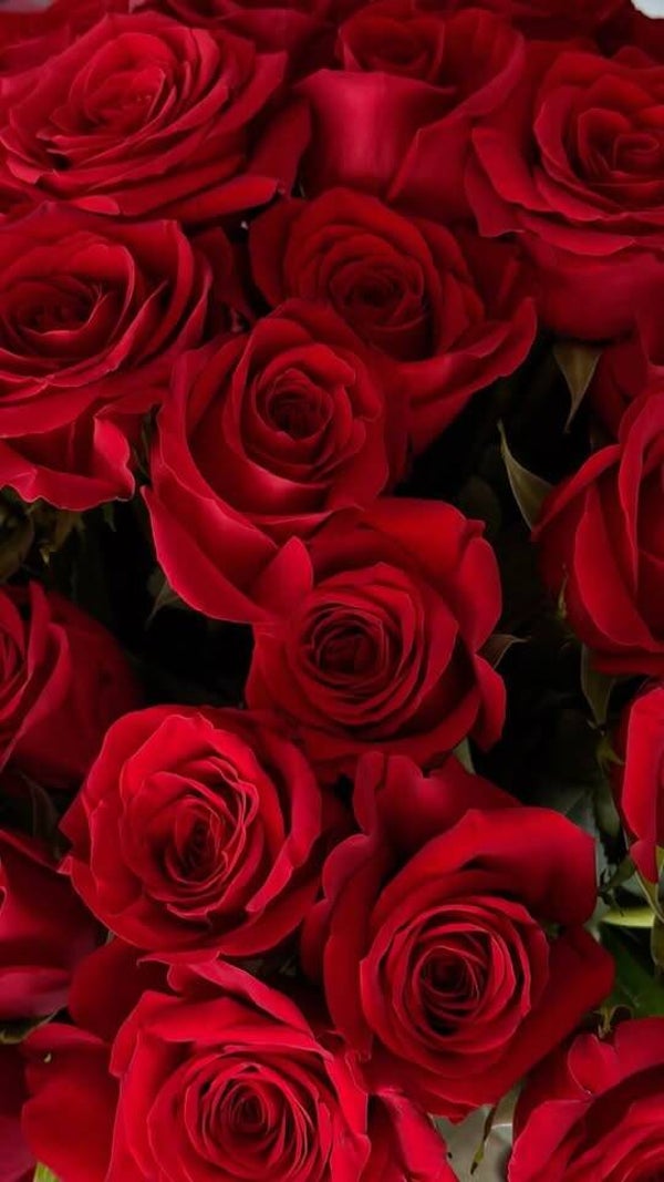 rose équateur