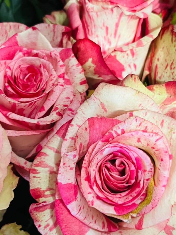 rose d'équateur