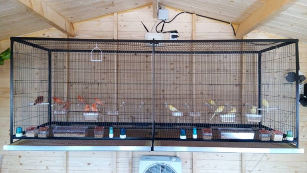 LOTE DE CANARIOS LLARGUET Y ESPAÑOLITO