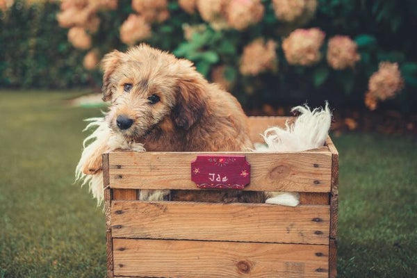 Surprise Box S hond